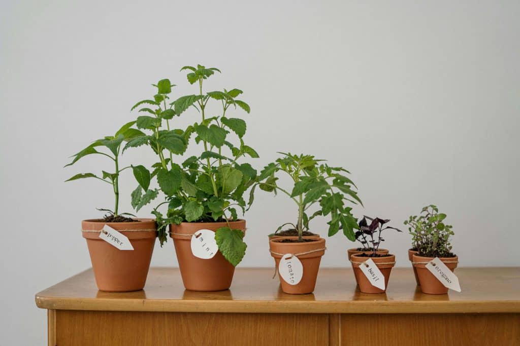 Fresh herb garden