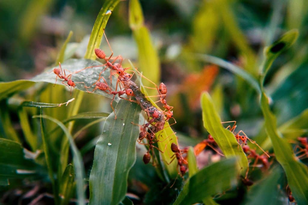 Ant Colony
