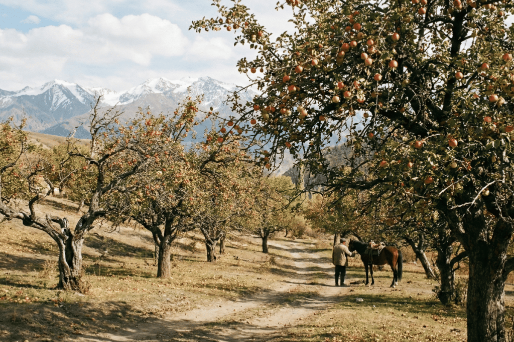Apple groves in  Kazakhstan